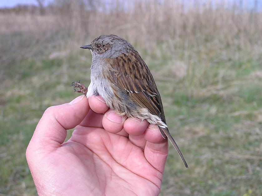 Dunnock, Sundre 20050509